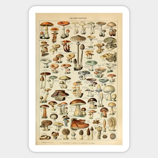 Mushrooms Vintage Botanical Illustration Sticker